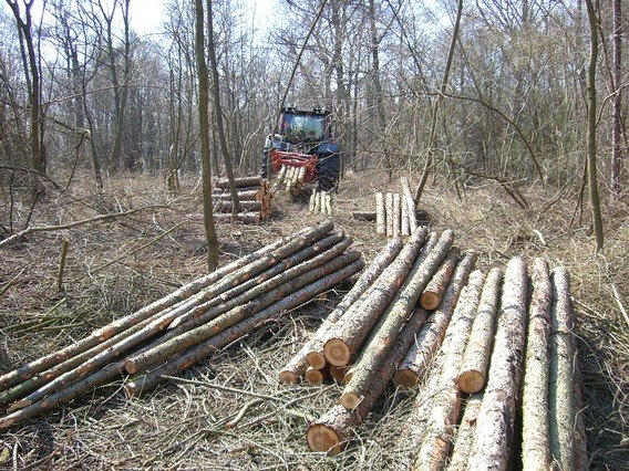 Forstarbeiten von Holzwaren Christian Neuwirth